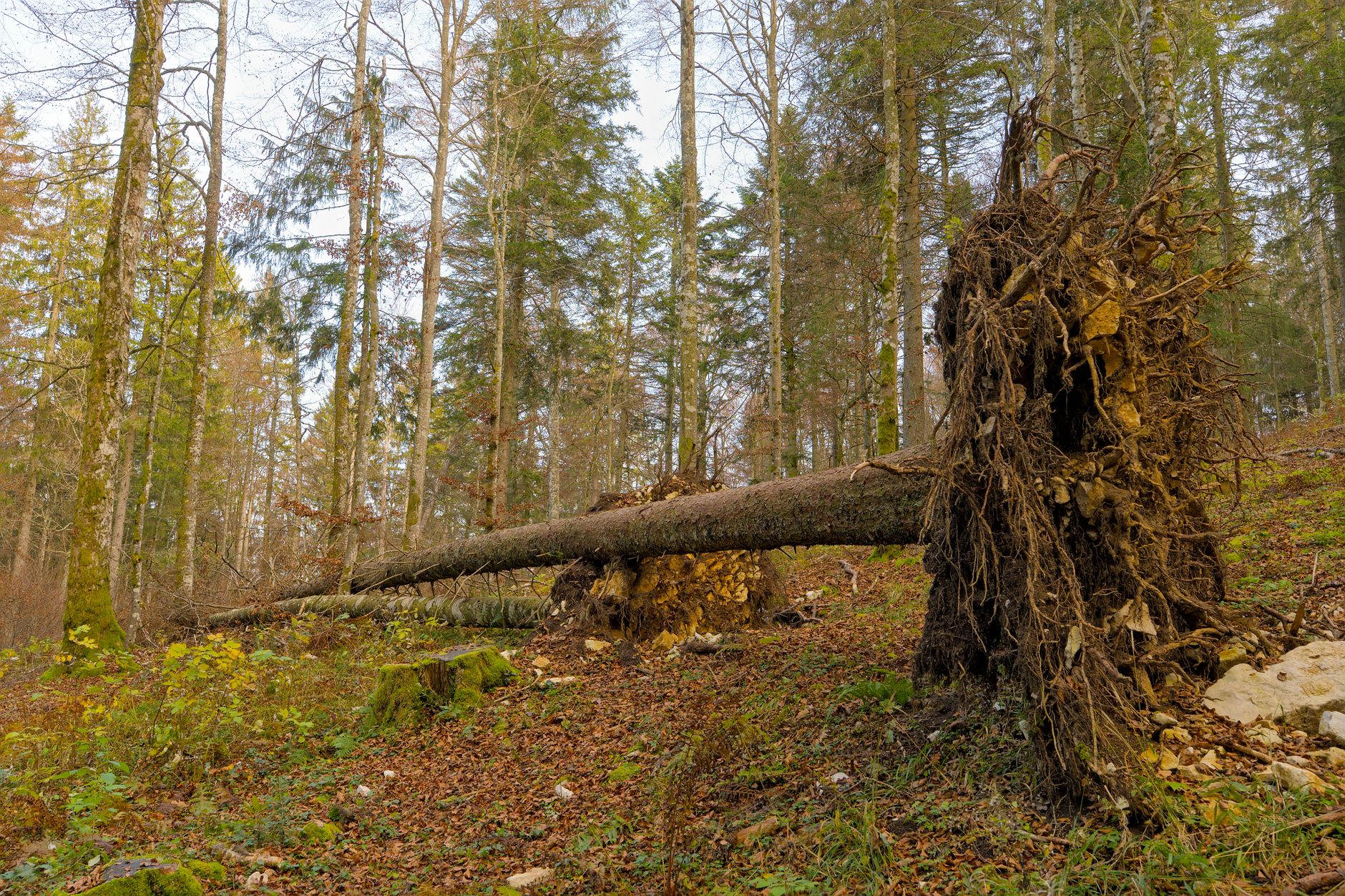 Enlèvement arbre urgence à Dreux